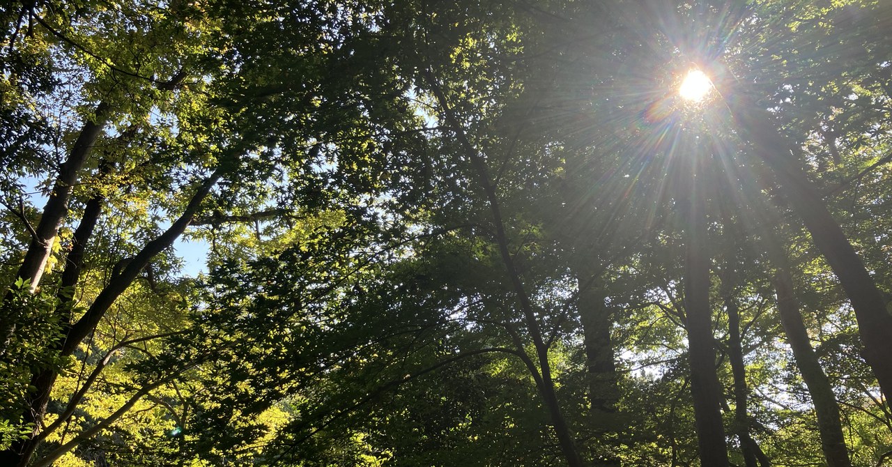木漏れ日と太陽