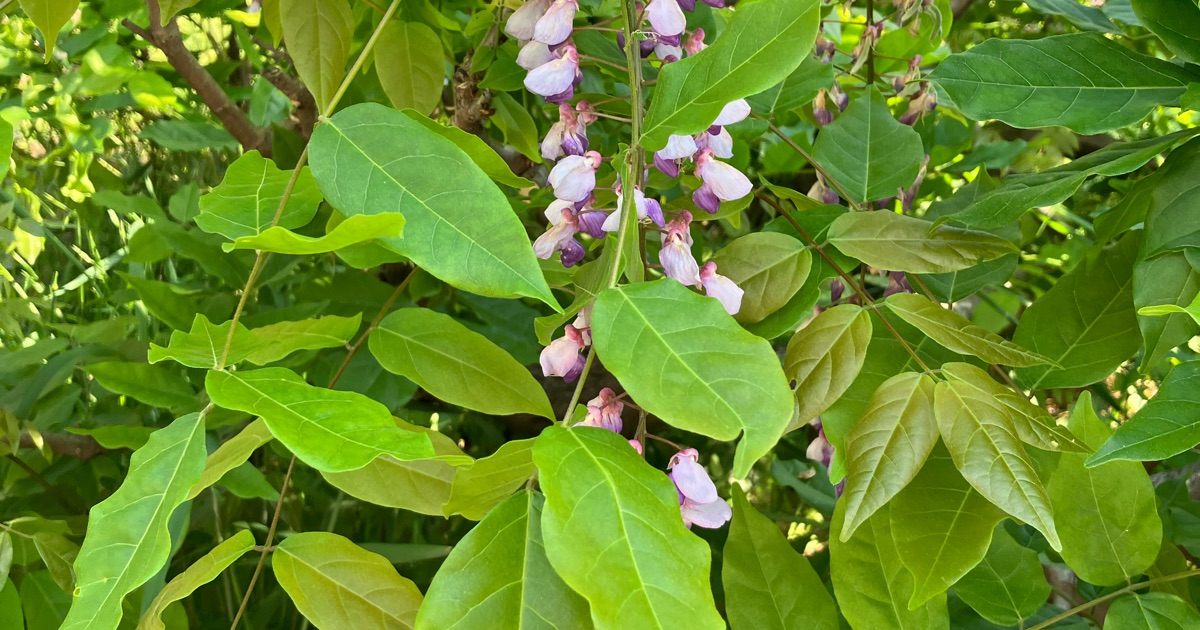 藤の花